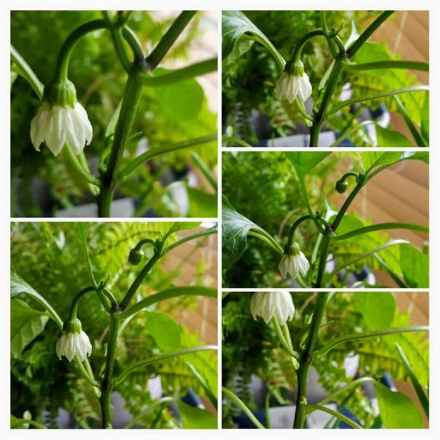 Historia Joanny - papryka