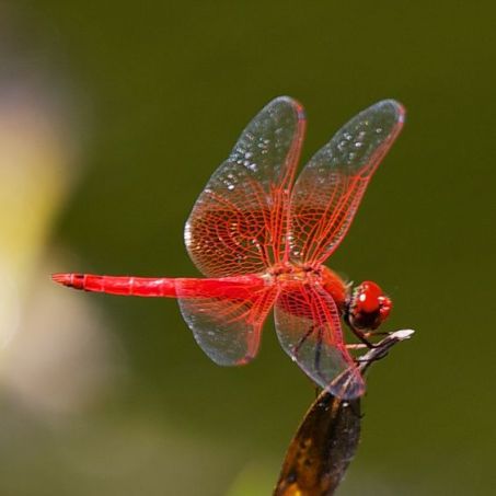 Red-veined dropwing (Trithemis arteriosa)